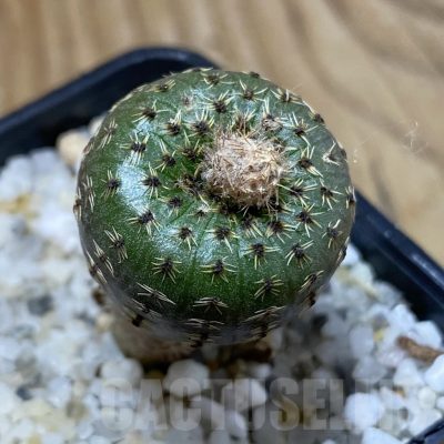 SH24104 Frailea phaeodisca