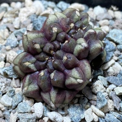 SH24107 Gymnocalycium mihanovichii ‘Day Dream’ f. cristata