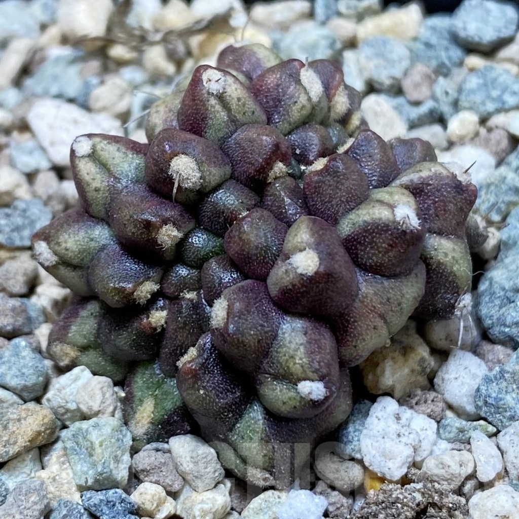 SH24108 Gymnocalycium mihanovichii ‘Day Dream’ f. cristata