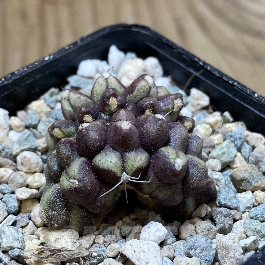 SH24108 Gymnocalycium mihanovichii ‘Day Dream’ f. cristata - Image 2