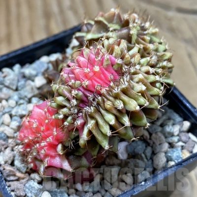 SH24110 Gymnocalycium mihanovichii variegata f. cristata