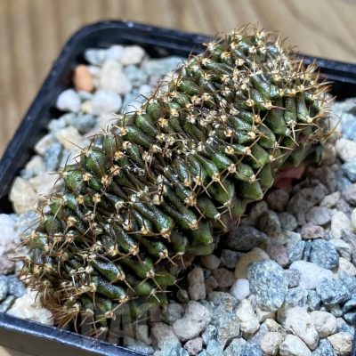 SH24111 Gymnocalycium mihanovichii f. cristata