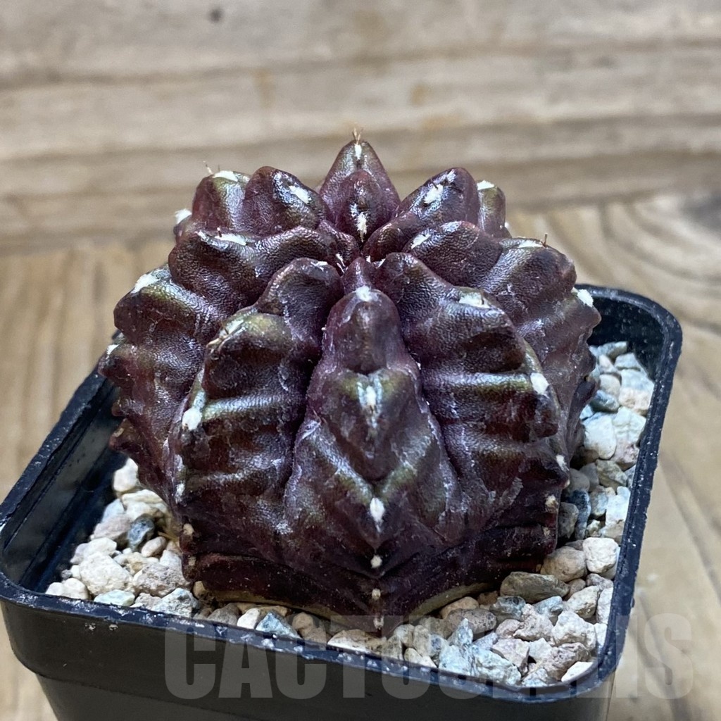 SH24113 Gymnocalycium mihanovichii ‘Nana’ - Image 2
