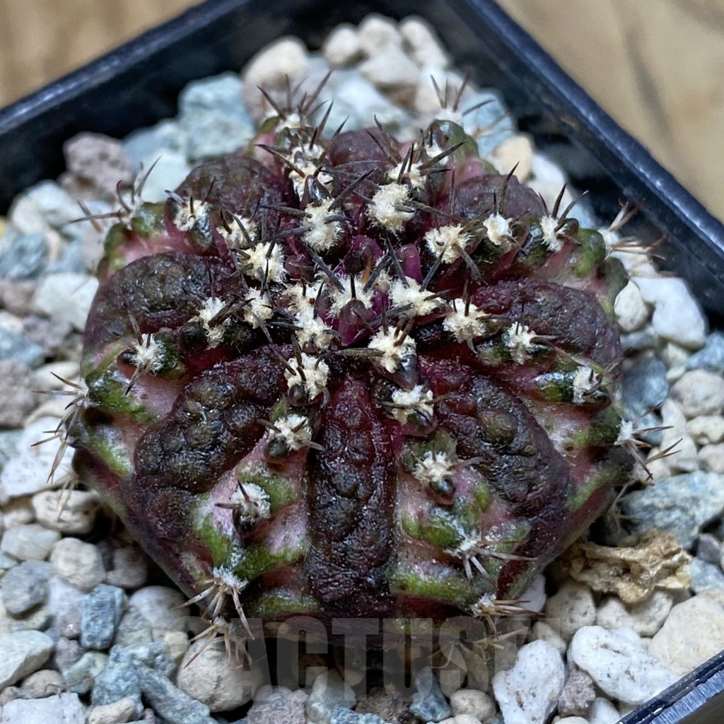 SH24115 Gymnocalycium mihanovichii ‘T-Lux’