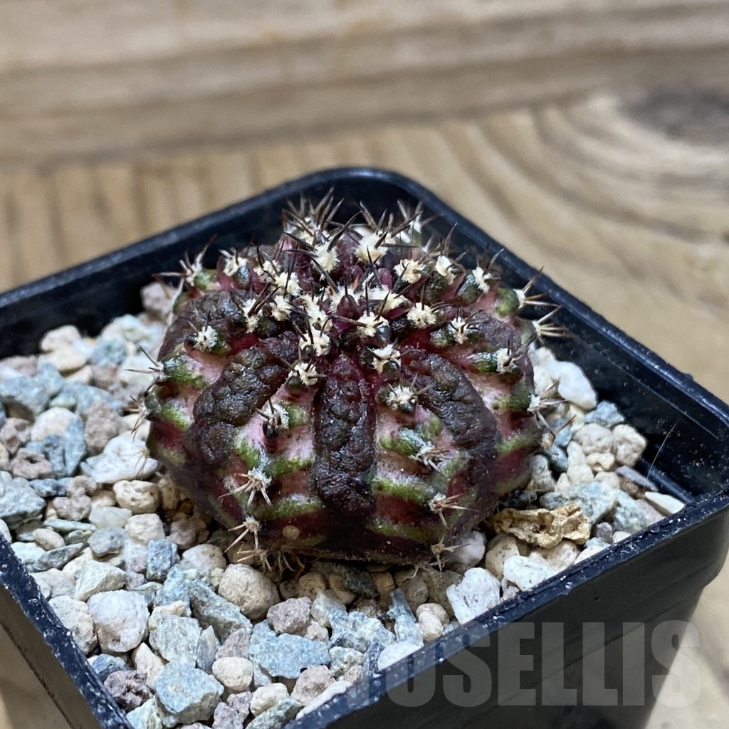 SH24115 Gymnocalycium mihanovichii ‘T-Lux’ - Image 2