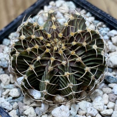 SH24116 Gymnocalycium friedrichii 9R001