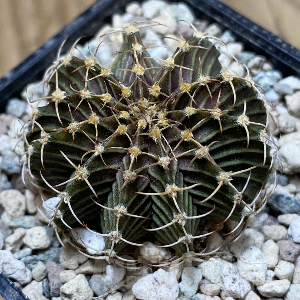 SH24116 Gymnocalycium friedrichii 9R001