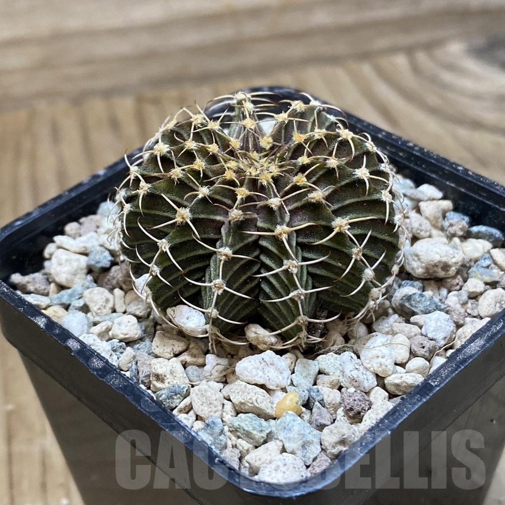 SH24116 Gymnocalycium friedrichii 9R001 - Image 2