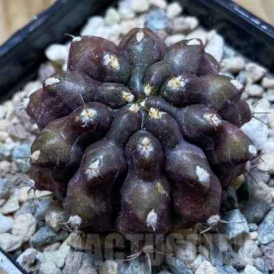 SH24117 Gymnocalycium mihanovichii ‘Kirimanjaro’