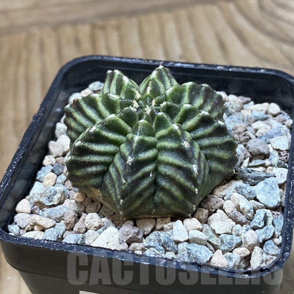 SH24118 Gymnocalycium mihanovichii 'Pandan' - Image 2