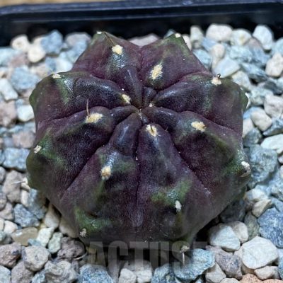 SH24120 Gymnocalycium mihanovichii ‘Chocolate Fist’