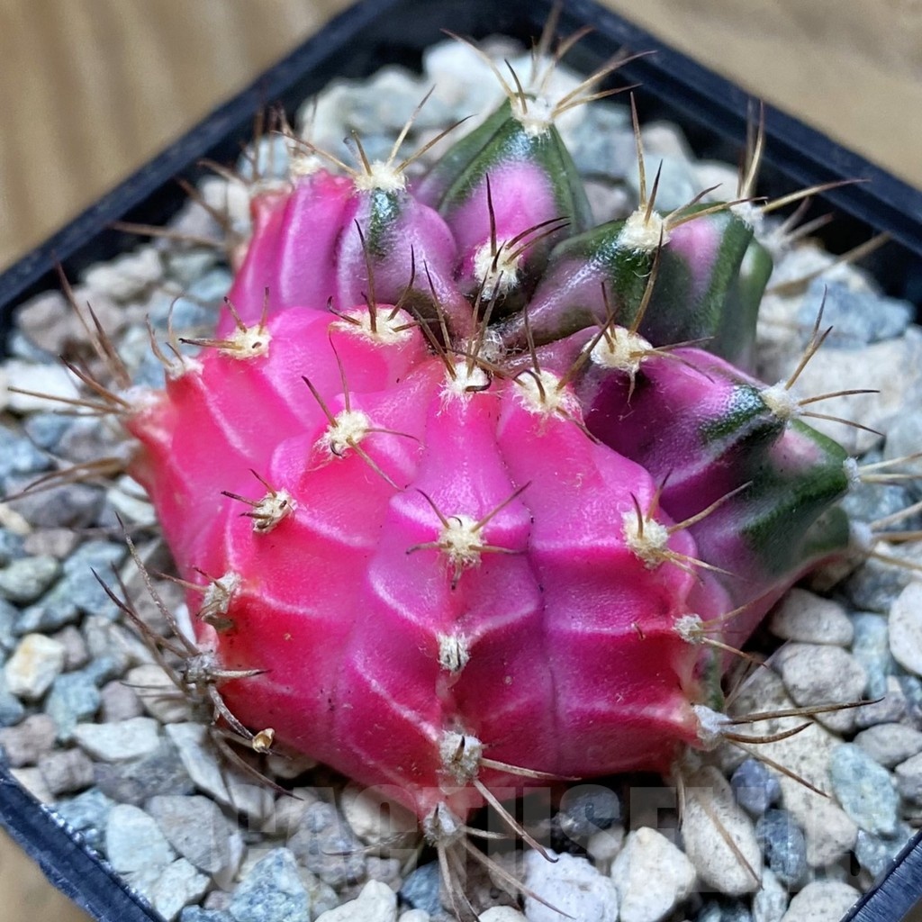 SH24123 Gymnocalycium mihanovichii ‘Pink Diamond’ - Image 2