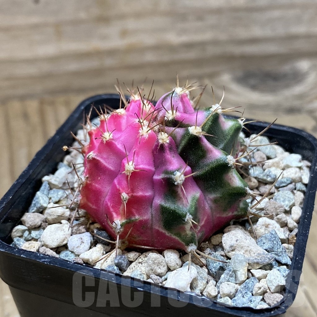 SH24123 Gymnocalycium mihanovichii ‘Pink Diamond’ - Image 3