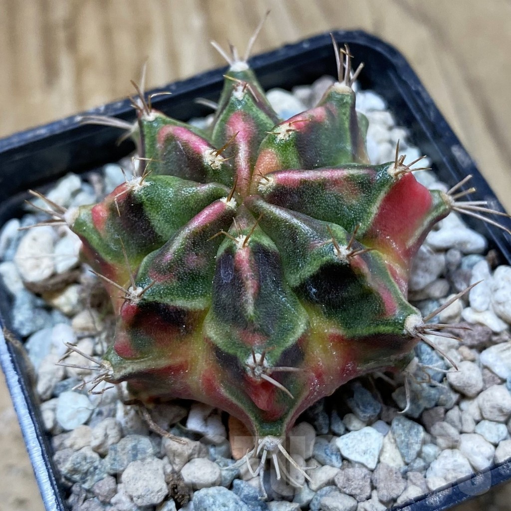 SH24125 Gymnocalycium mihanovichii ‘Little Rabbit’