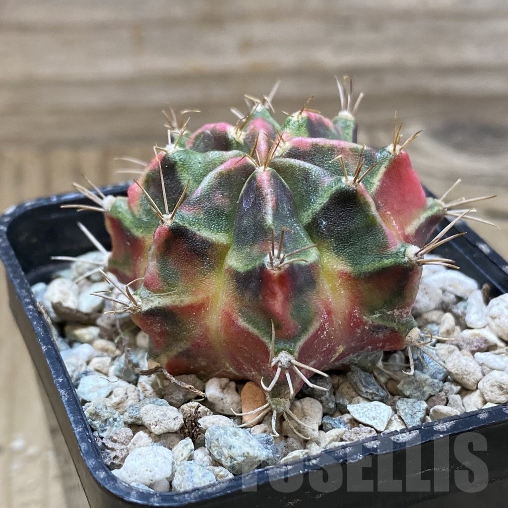 SH24125 Gymnocalycium mihanovichii ‘Little Rabbit’ - Image 2