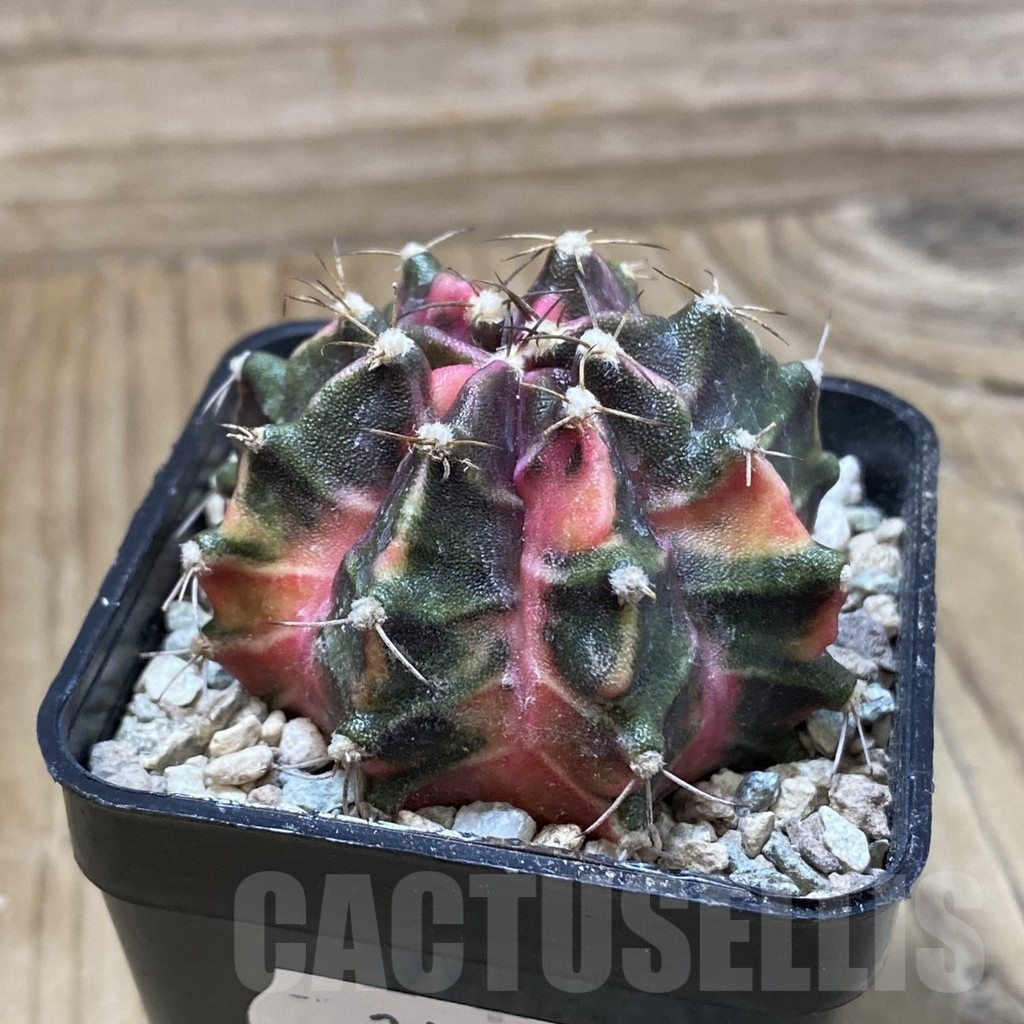 SH24127 Gymnocalycium mihanovichii 'Hell Boy' - Image 2