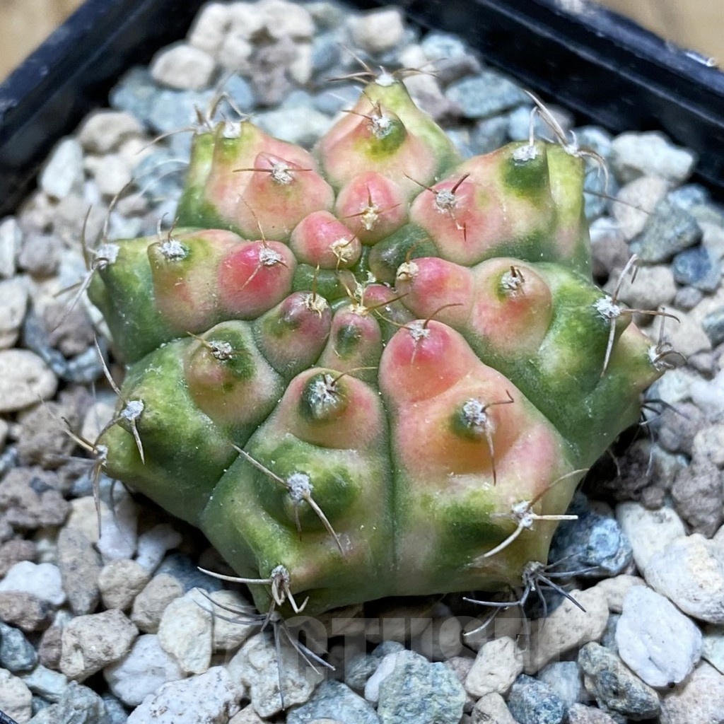 SH24128 Gymnocalycium mihanovichii 'Krataewat'