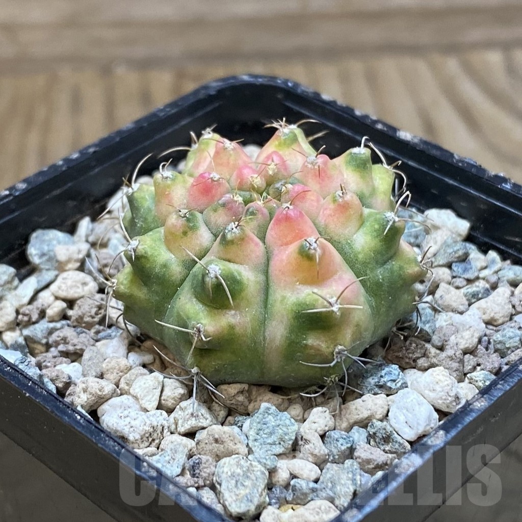 SH24128 Gymnocalycium mihanovichii 'Krataewat' - Image 2