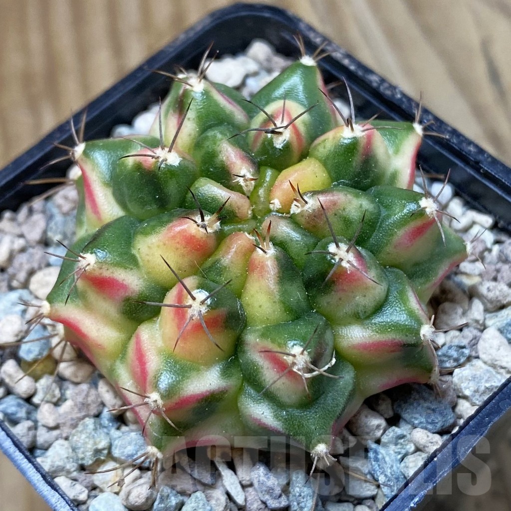 SH24129 Gymnocalycium mihanovichii ‘Little Monstev’