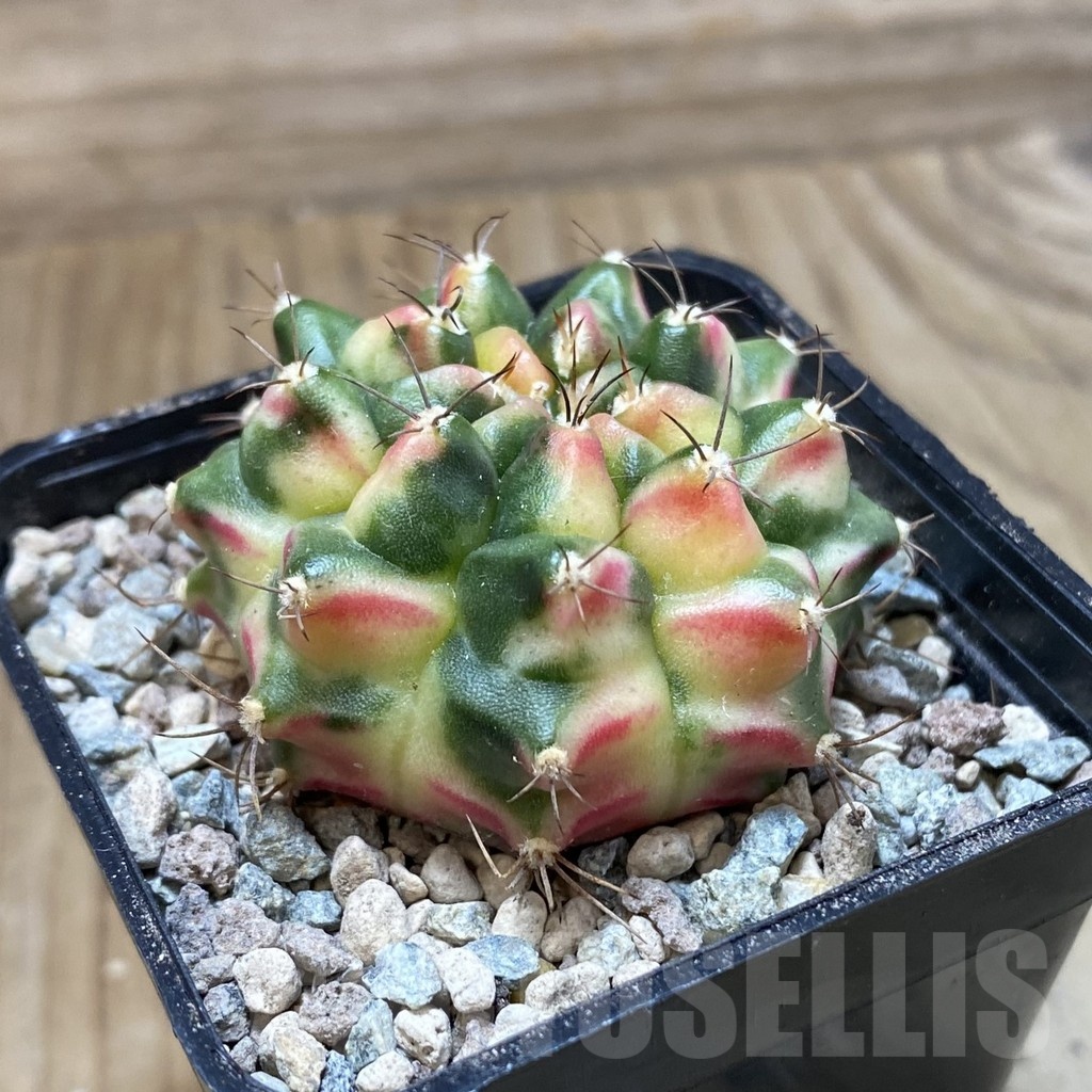 SH24129 Gymnocalycium mihanovichii ‘Little Monstev’ - Image 2