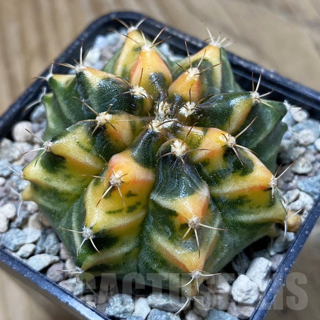 SH24130 Gymnocalycium mihanovichii 'Som Jeed'
