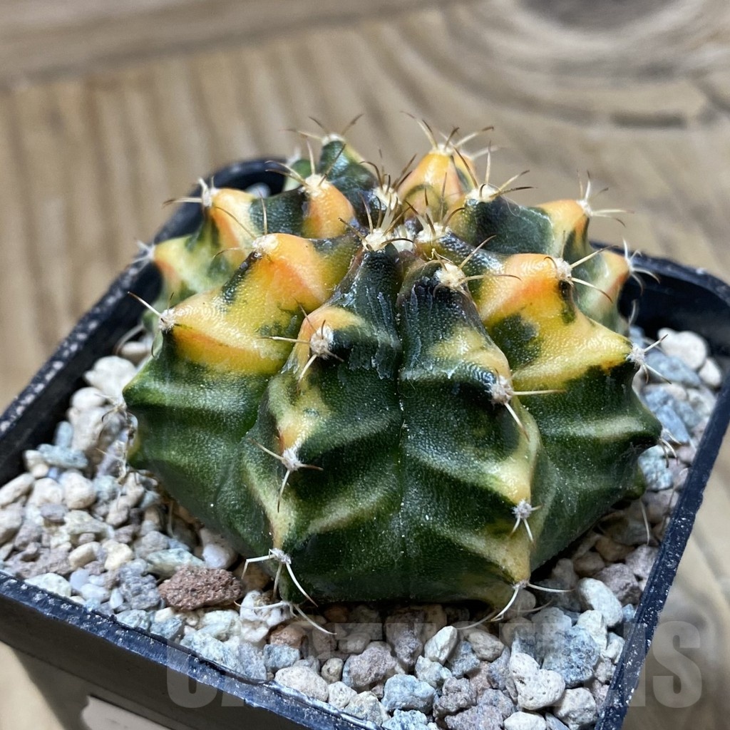 SH24130 Gymnocalycium mihanovichii 'Som Jeed' - Image 2