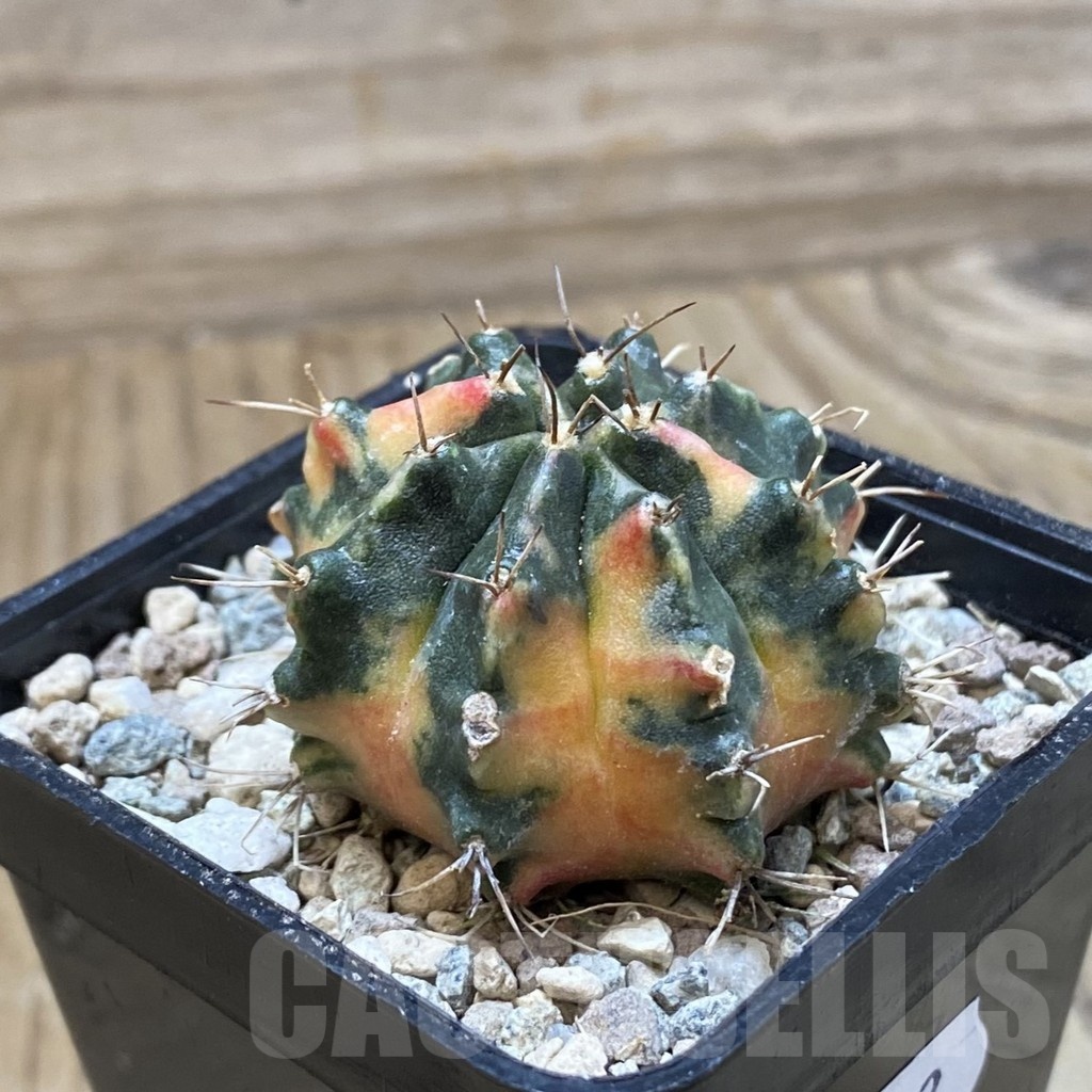 SH24132 Gymnocalycium mihanovichii 'Pearl Andaman' - Image 2