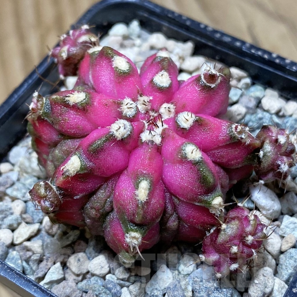 SH24135 Gymnocalycium mihanovichii ‘T-Lux’