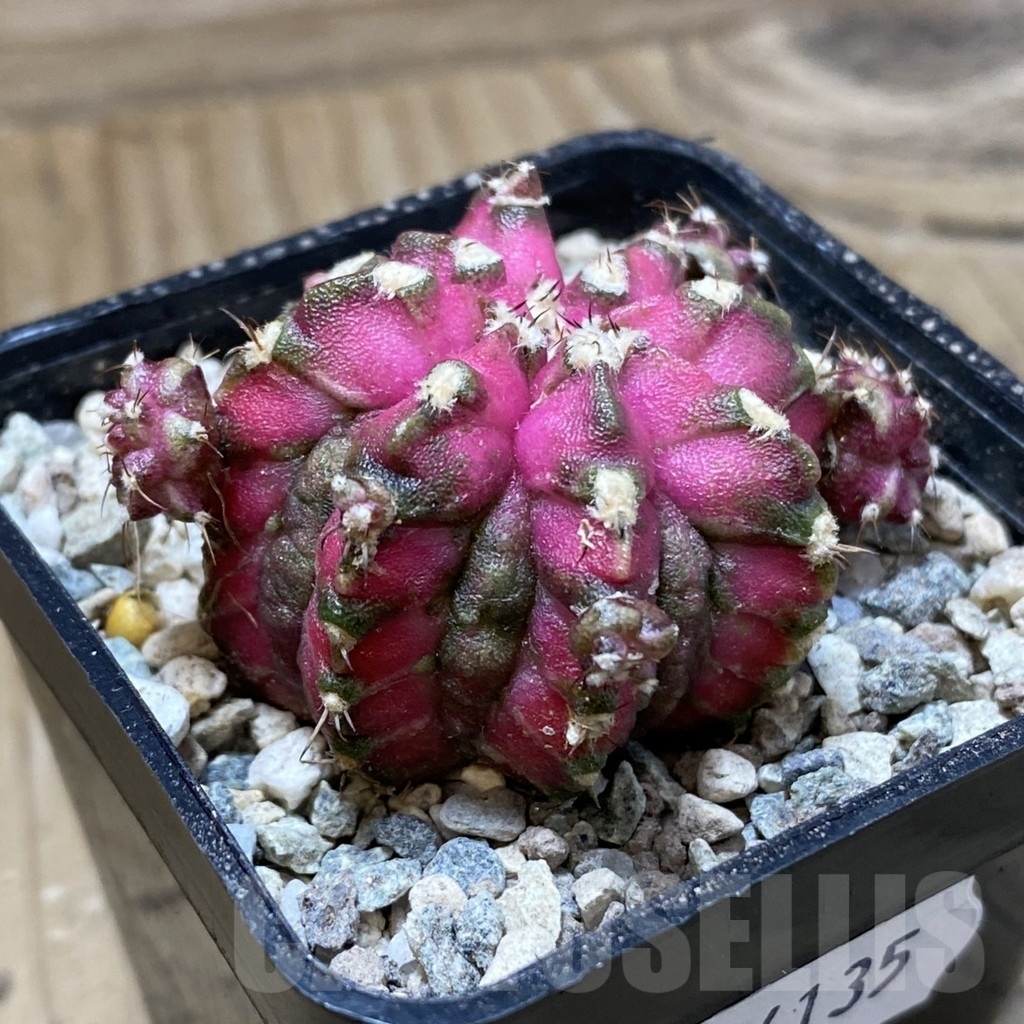 SH24135 Gymnocalycium mihanovichii ‘T-Lux’ - Image 2