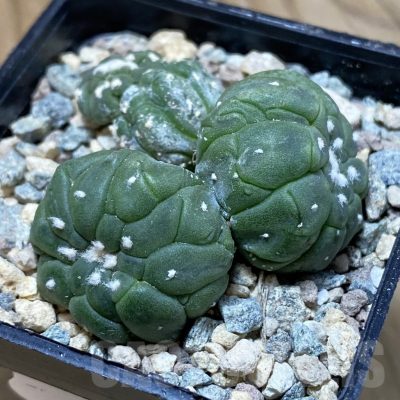 SH24076 Astrophytum asterias ‘Kikko Lizart Skin’