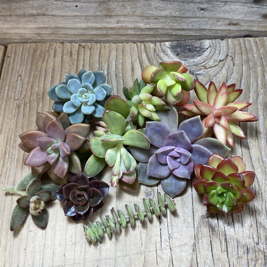 SH24139 Succulents mix, cuted - Image 2