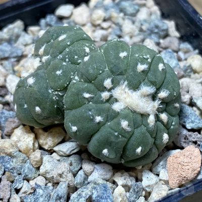 SH24077 Astrophytum asterias ‘Kikko Lizart Skin’