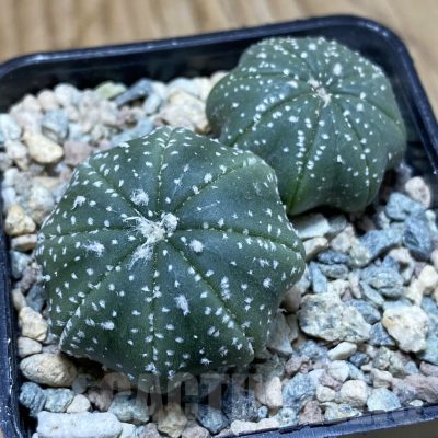 SH24078 Astrophytum asterias ‘Star Shape’, 2 plants
