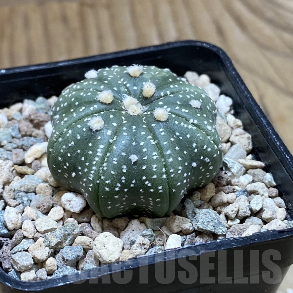 SH24079 Astrophytum asterias ‘Star Shape’ - Image 2