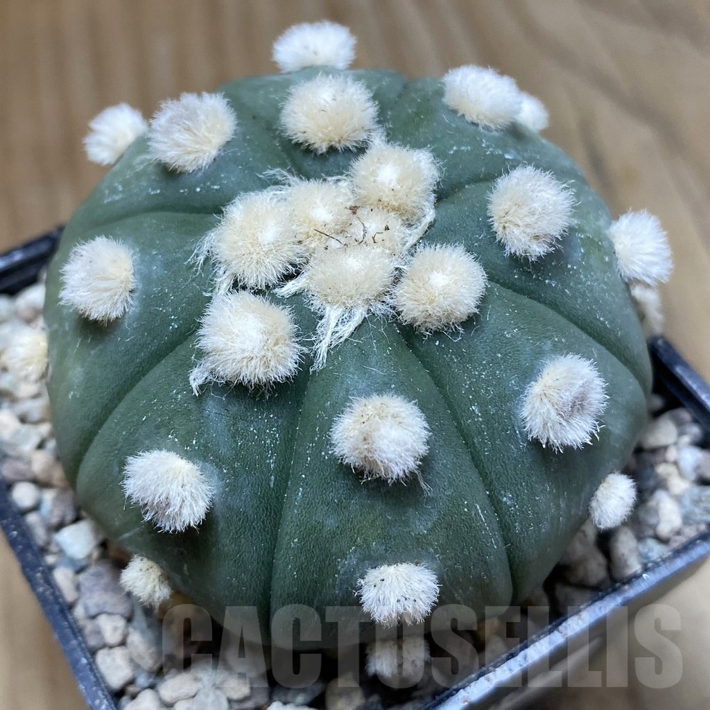 SH24081 Astrophytum asterias ‘Ooibo’