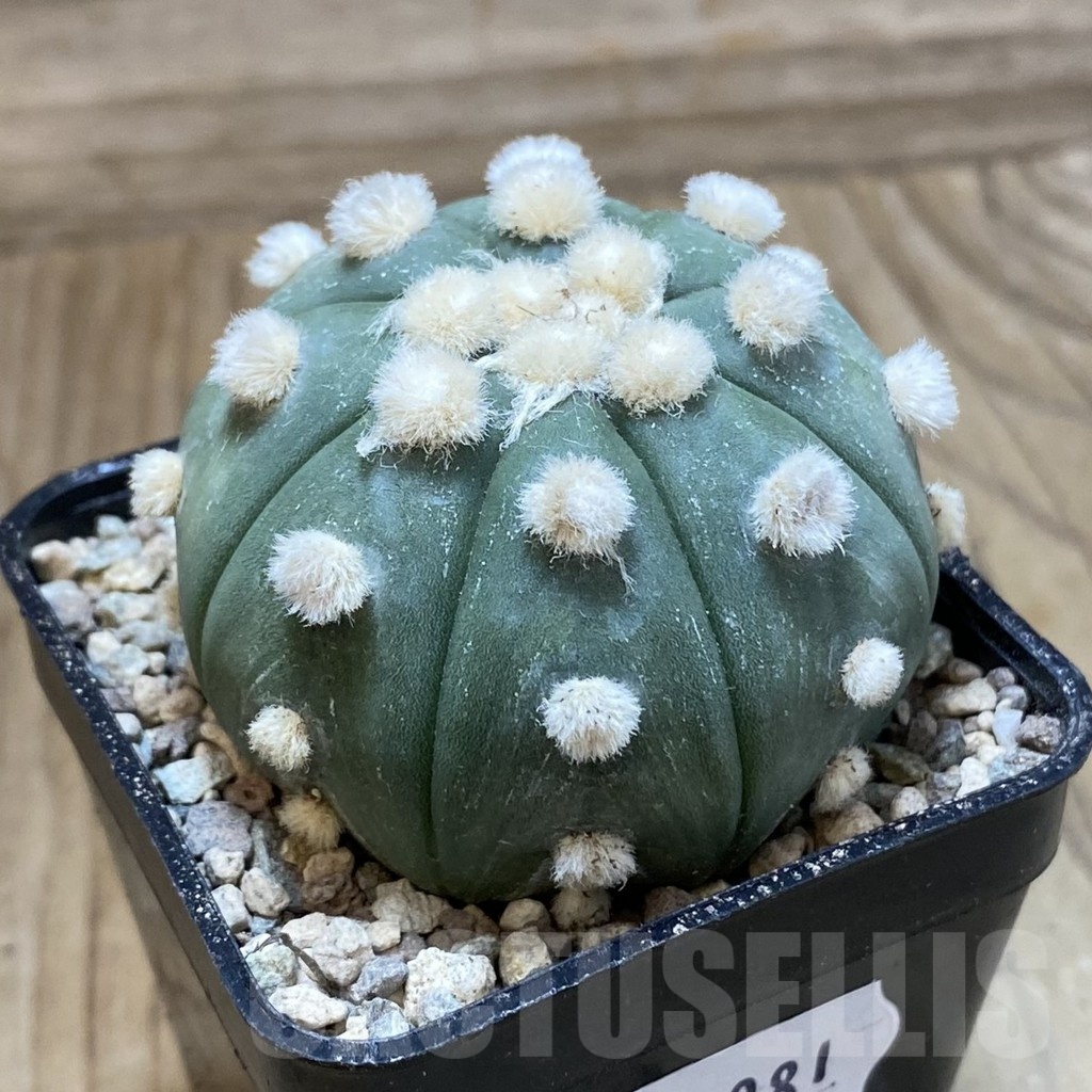 SH24081 Astrophytum asterias ‘Ooibo’ - Image 2