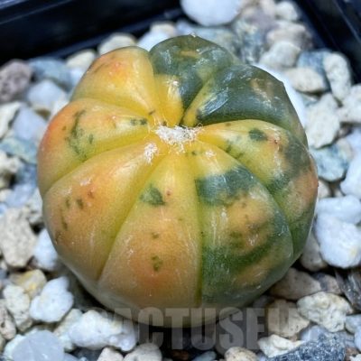SH24082 Astrophytum asterias ‘ Red Purple Skin’ f. variegata