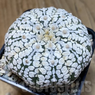 SH24084 Astrophytum asterias ‘Super Kabuto’ hybrid