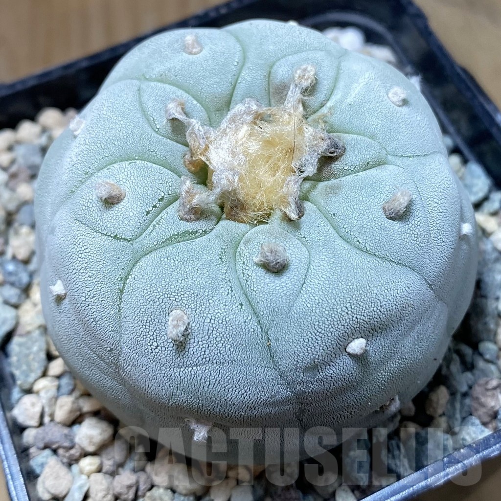 SH24071 Anhalonium frichii