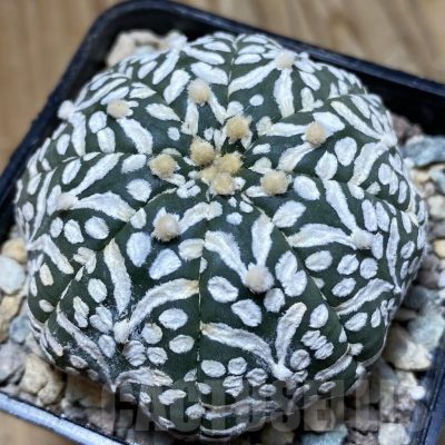 SH24089 Astrophytum asterias ‘Super Kabuto’ V-type f. nudum