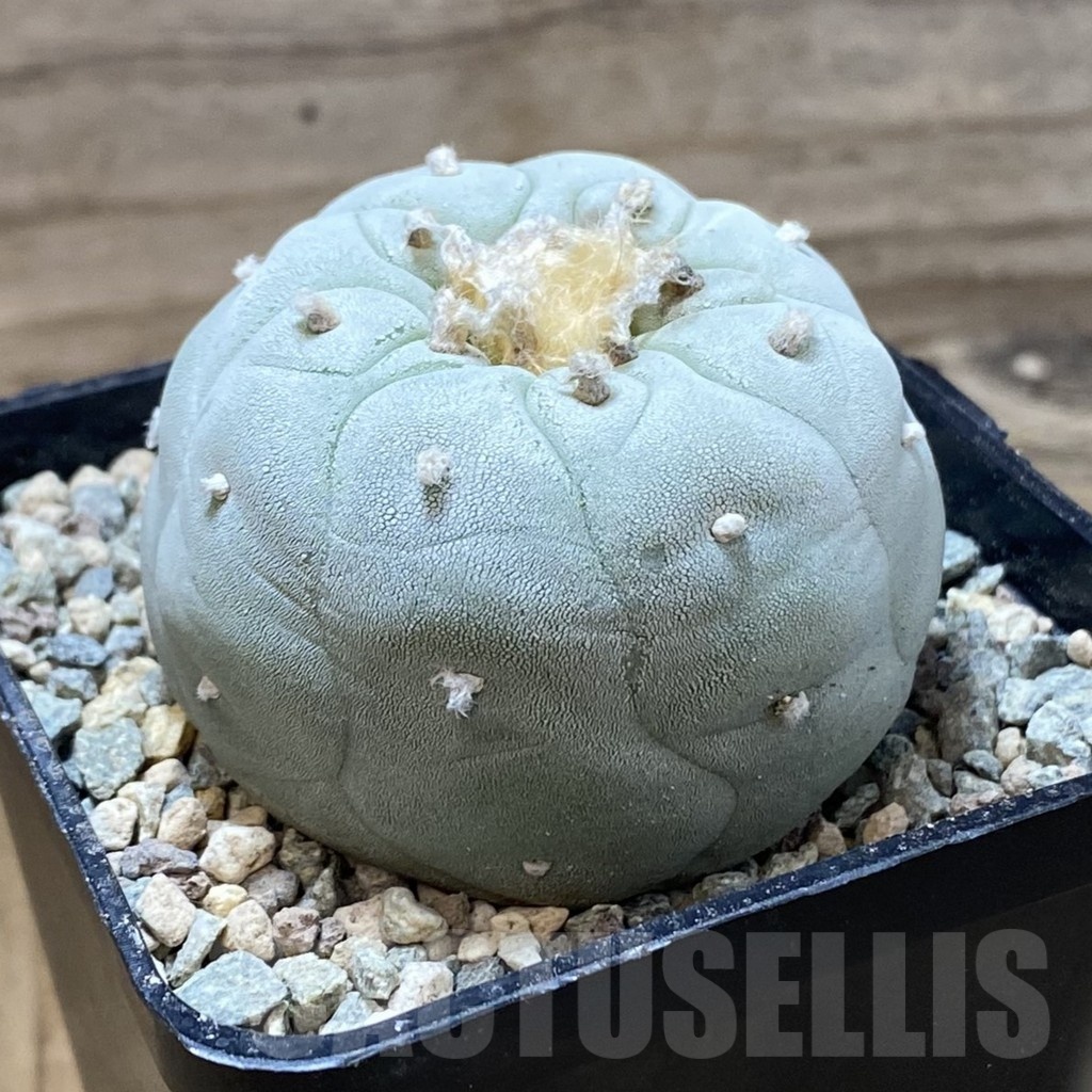 SH24071 Anhalonium frichii - Image 2