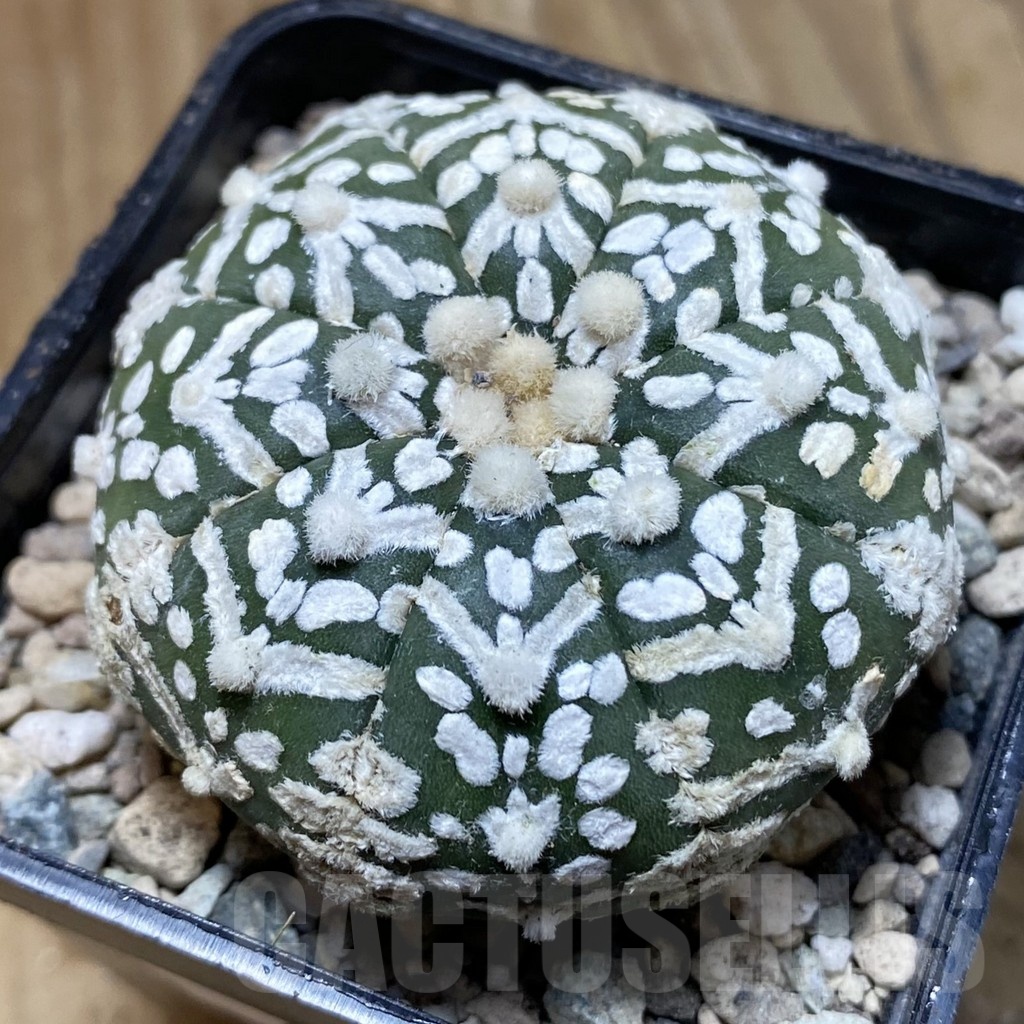SH24093 Astrophytum asterias ‘Super Kabuto’ V-type f. nudum