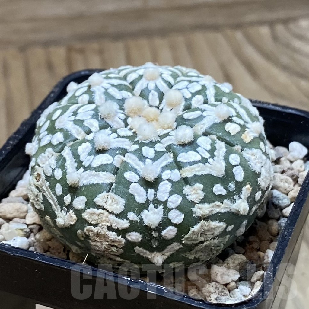 SH24093 Astrophytum asterias ‘Super Kabuto’ V-type f. nudum - Image 2