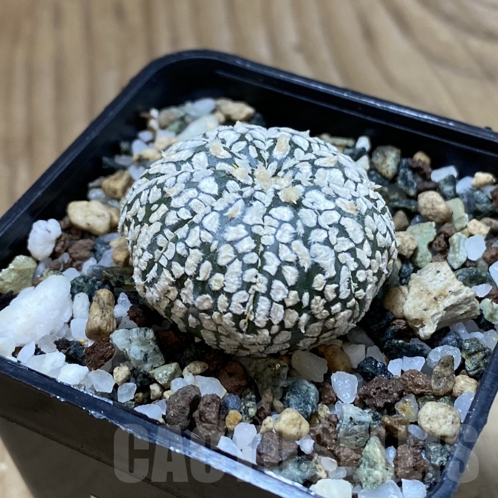 SH24101 Astrophytum asterias ‘Super Kabuto’ ‘Star Shape’ - Image 2