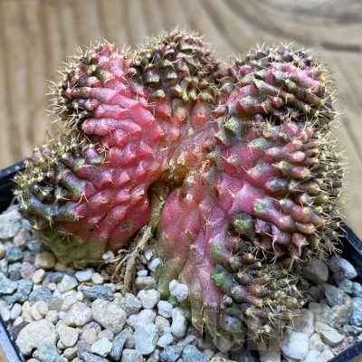 SH24257 Gymnocalycium mihanovichii variegata f. cristata