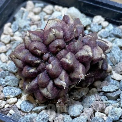 SH24258 Gymnocalycium mihanovichii ‘Day Dream’ f. cristata