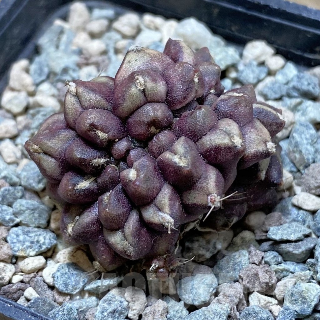 SH24258 Gymnocalycium mihanovichii ‘Day Dream’ f. cristata