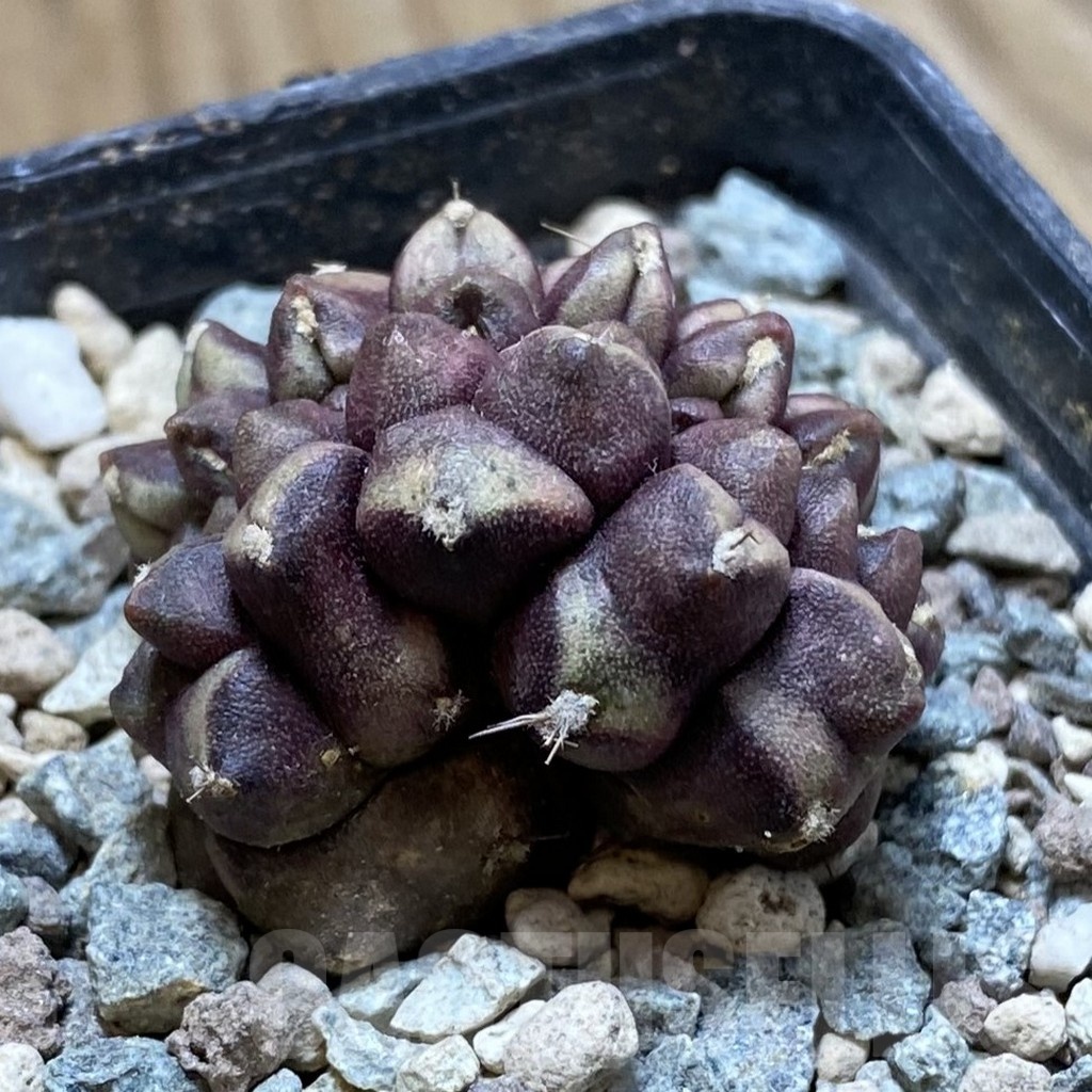 SH24258 Gymnocalycium mihanovichii ‘Day Dream’ f. cristata - Image 2