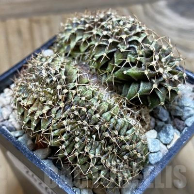 SH24260 Gymnocalycium mihanovichii f. cristata