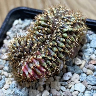 SH24261 Gymnocalycium mihanovichii variegata f. cristata